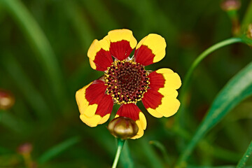 A bud of a red and yellow flower on a green background