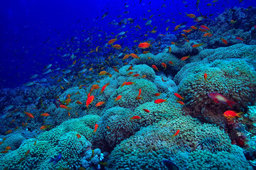 coral reef background, underwater marine life ecosystem ocean sea