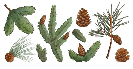 set of winter botanical elements, coniferous and spruce green branches with cones christmas and new year png decor illustration