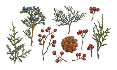 set of winter botanical elements, green branches with red and blue berries, cones, thuja and needles, christmas and new year png decor illustration