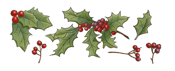 set of winter botanical elements, green leaves and red holly berries, christmas and new year png decor illustration