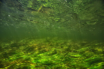 green algae underwater in the river landscape riverscape, ecology nature