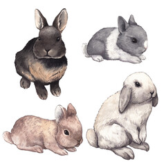 Watercolor bunny  animal isolated on a transparent background illustration