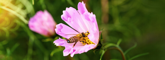.Bee and flower. Close up of a large striped bee collects pollen on a pink Cosmea (Cosmos) flowers. Macro horizontal photography. Banner