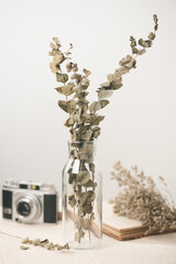 Dried Eucalyptus branches
