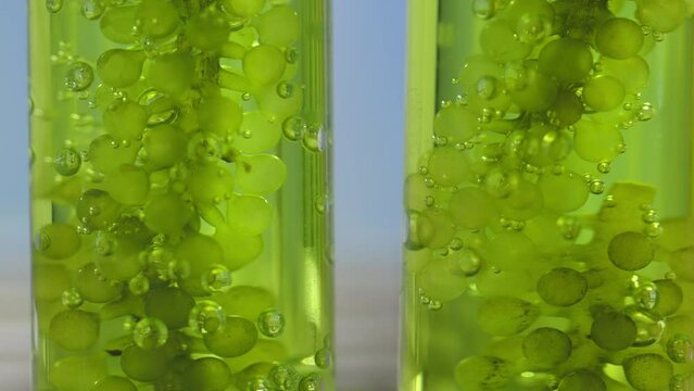 Scientists are researching algae energy for reliable biofuel source.