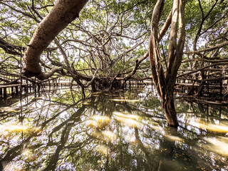 Bicentennial Banyan Tree in a tropical swamp of Thailand