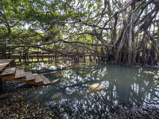 Bicentennial Banyan Tree in a tropical swamp of Thailand