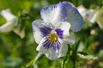 Viola tricolor, or pansies in raindrops close-up