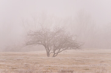 Obraz na płótnie Canvas Foggy scenery in a remote rural area in winter