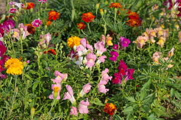 Snapdragon (Lat. Antirrhinum) and marigolds (Lat. Tagetes) bloom in a flower bed