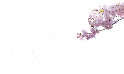 桜の花　花びら　切り抜き　透明の背景 - 542601759