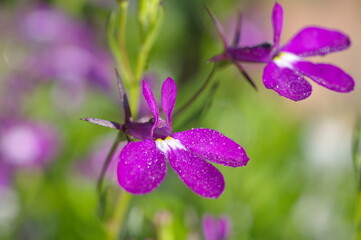 Lobelia flowers in raindrops close-up