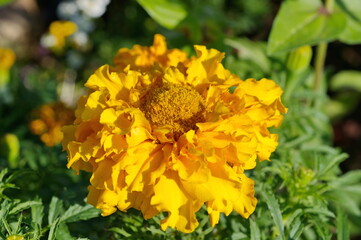 Marigold erect (Lat. Tagetes) close-up