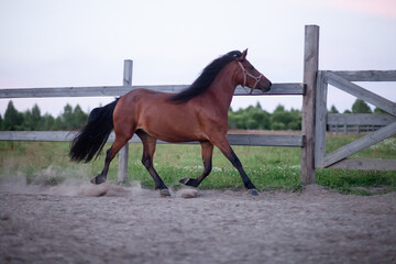 A mare runs against the backdrop of a wooden fence in the summer