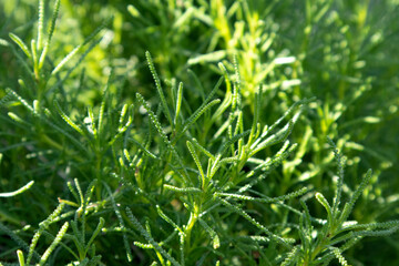 Bright green thuja hedge in sunny garden