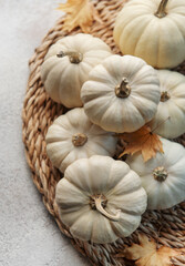 Thanksgiving or harvest flatlay with pumpkins on grey concrete background.