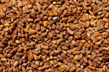 dried dates | Harvesting dates in northern Sudan