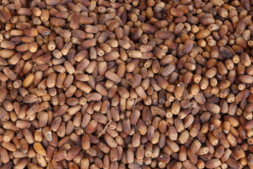 dried dates | Harvesting dates in northern Sudan