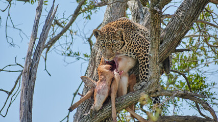 leopard hunted, leopard on the tree, leopard eat deer - obrazy, fototapety, plakaty