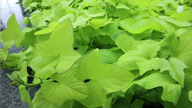 Shrubs of Ipomoea batatas leaves on the ground under the rain at the outdoor or park. Edible sweet potatoes which has a light green leaf. Sweetpotatoes are an annual vine in the Convolvulaceae family.