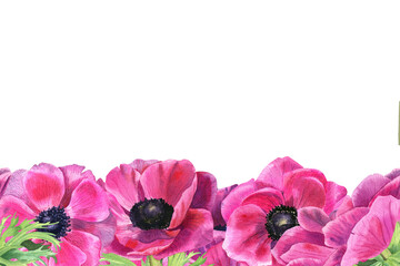 Seamless banner with bright pink flowers. Watercolor realistic  anemones. Hand-drawn illustration on transparent.