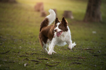 Naklejka na ściany i meble Dog Border Collie in grass playing beautiful bokeh