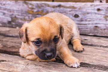 Portrait of a puppy . This is a very loving and wonderful pet. © Dyukareva Olga
