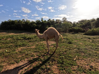 little camel | North of SUDAN