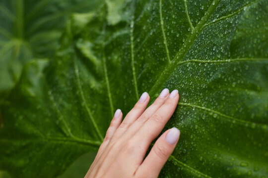 The Female Arm Is Touching Wet Tropical Leaves After The Rain. Natural Skin Care Concept. Nature And Human Connection. The Female Arm Is Touching Wet Tropical Leaves After The Rain