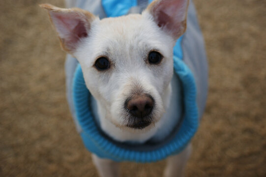 Close-up Of White Dog Face With Pricked Ears