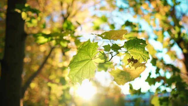 Close up view of tree branches with yellow and green maple leaves. Park with trees at background blue sky. Autumn leaves sway in wind and fall to ground. Beauty outdoors nature landscape in sun rays.