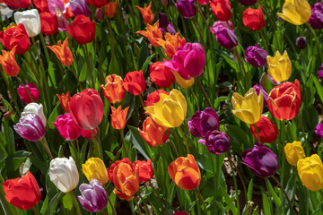 Many mixed color tulips in the garden
