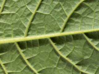 Natural texture of a green leaf. Macro Plant Leaf Surface