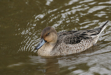 A female Northern Pintail Duck, Anas acuta, swimming on a lake at Slimbridge wetland wildlife reserve.