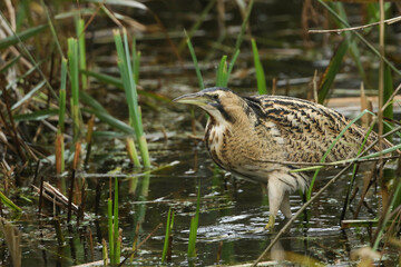 A rare hunting Bittern, Botaurus stellaris, searching for food in a reedbed at the edge of a lake.	