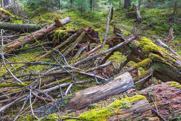 Old rotting tree logs in an ancient forest