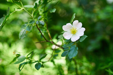 Close-up of yellow blooming flowers on a background of green grass in defocus