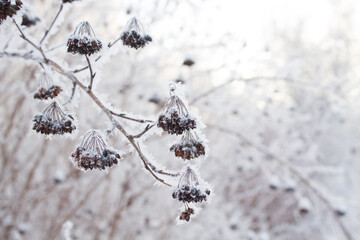 White snow on a tree branches with frosty berries, close up. Natural botanical background