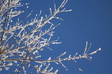 White snow on a bare tree branches on a frosty winter day with blue sky, close up. Natural botanical background