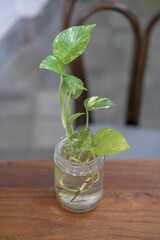 ornamental plant in a glass medium filled with water. plant in a glass. 