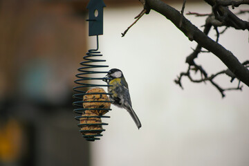 A blue tit at a bird feeder in winter