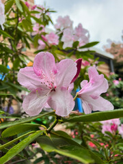 Rhododendron subg. Hymenanthes is a evergreen shrubs and small to medium-sized trees, with medium-sized to large leaves. The flowers are large, produced in terminal trusses of 5-40 together.