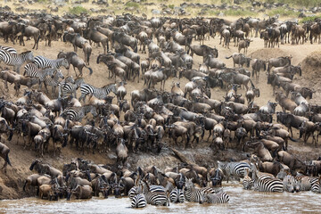 Thousands of white-bearded wildebeest and zebras gather on the banks of the Mara river during the...