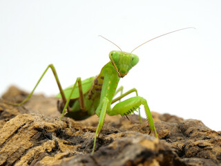 1匹のハラビロカマキリ