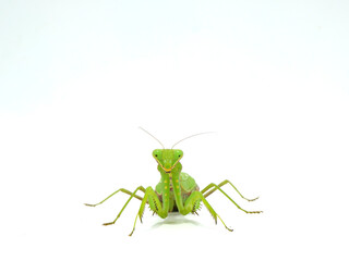 正面から見たハラビロカマキリ