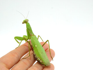手に掴まるハラビロカマキリ