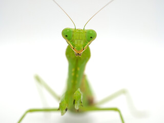 こちらを見つめるハラビロカマキリ