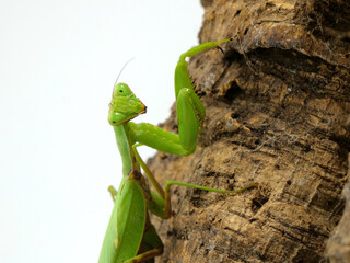 こちらを見るハラビロカマキリ