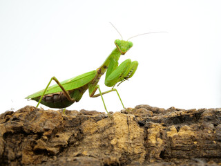 お腹が膨らんだハラビロカマキリ